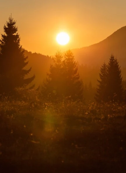 Transylvania Forest