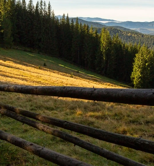 Bucovina