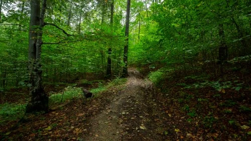 Putna - Sucevița (Varianta A)