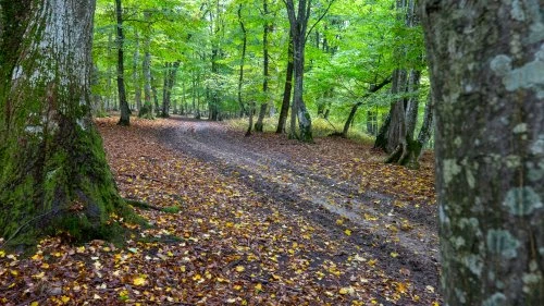 Dorolea - Bistrița (Varianta A)