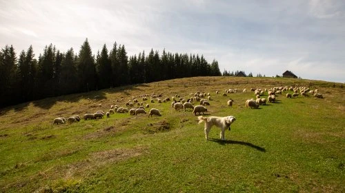 Sucevița - Vatra Moldoviței