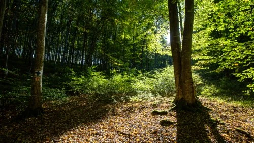 Saschiz - Șapartoc