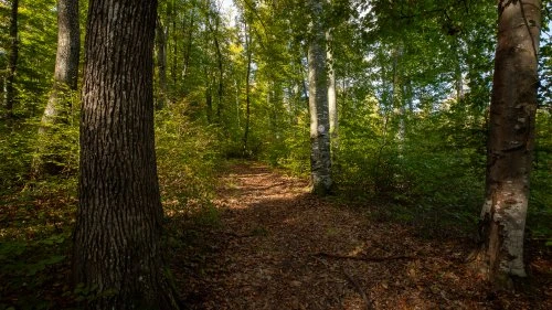Șapartoc - Stejărenii