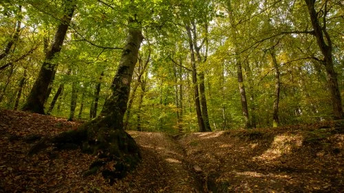 Șapartoc - Stejărenii