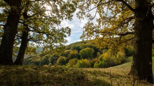 Șapartoc - Stejărenii
