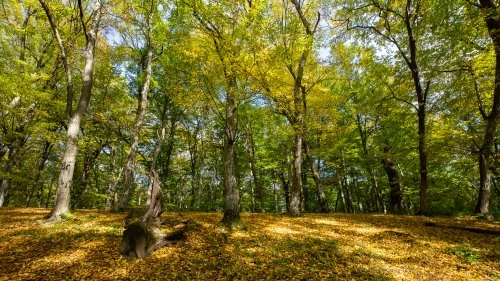 Șapartoc - Stejărenii
