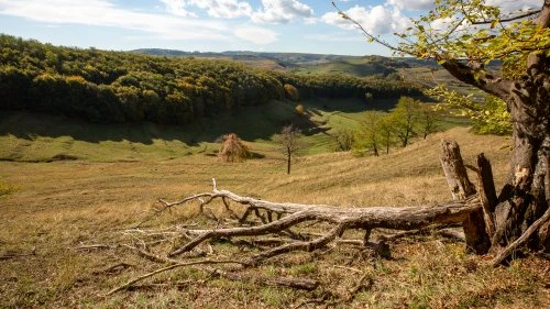Șapartoc - Stejărenii