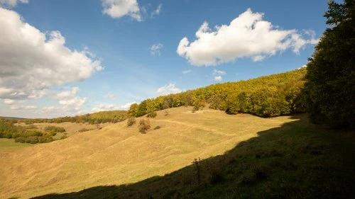 Șapartoc - Stejărenii