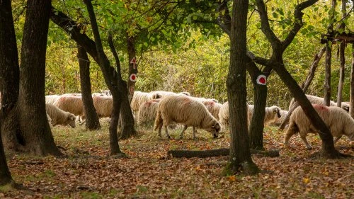 Biertan - Nemșa