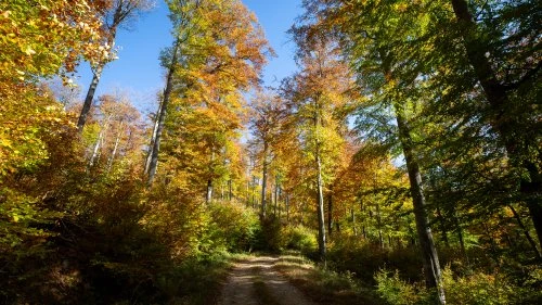 Măgureni - Sarmizegetusa Regia