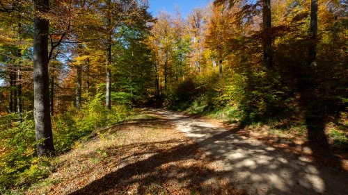 Măgureni - Sarmizegetusa Regia