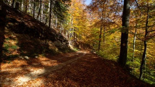 Măgureni - Sarmizegetusa Regia
