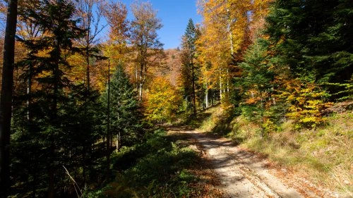 Măgureni - Sarmizegetusa Regia