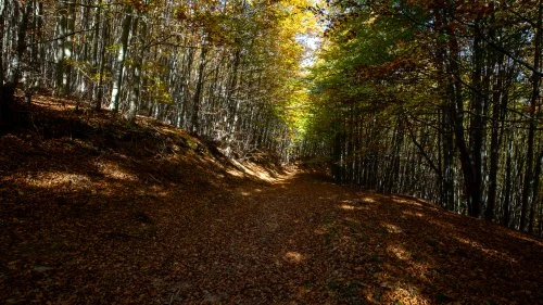 Măgureni - Sarmizegetusa Regia