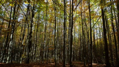 Măgureni - Sarmizegetusa Regia