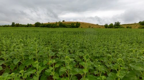 Cobor - Hălmeag