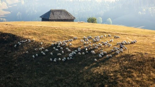 Lunca Ilvei - Tășuleasa Social (Varianta A)