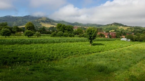 Șinca Nouă - Poiana Mărului