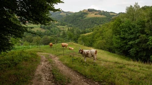 Șinca Nouă - Poiana Mărului