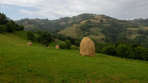 Șinca Nouă - Poiana Mărului