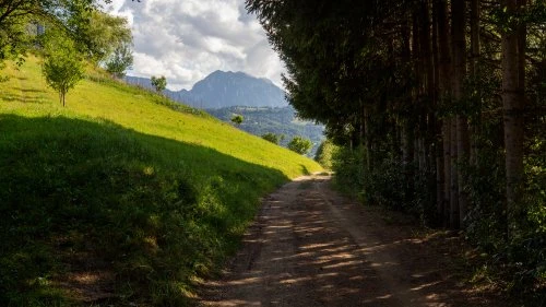 Șinca Nouă - Poiana Mărului