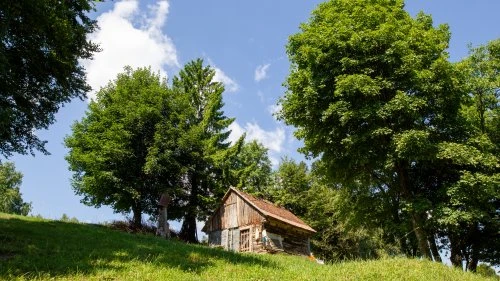 Poiana Mărului - Bran