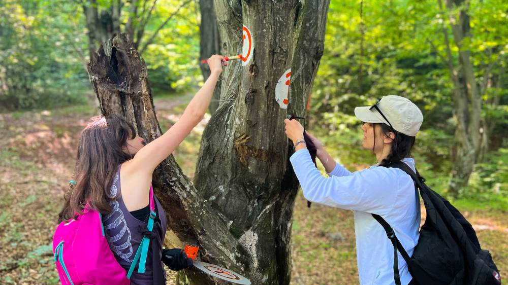 Parinti adoptivi de km